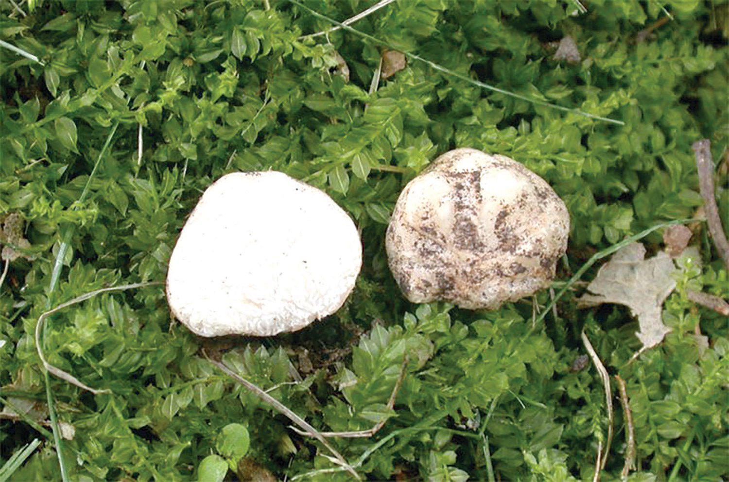 Tuber eburneum, was found in Iowa. It has an off-white exterior, smells a bit like a baked potato and is related to the Périgord black truffle, a species often used in high end cuisine.